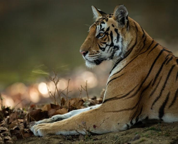 2028 Tigers Of India Photography Tour