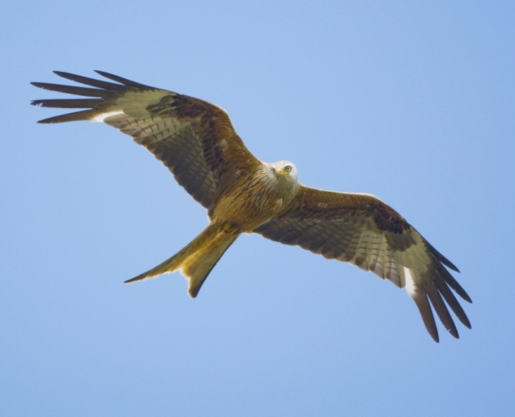 2019 Through The Seasons - Bird Watching And Nature Photography