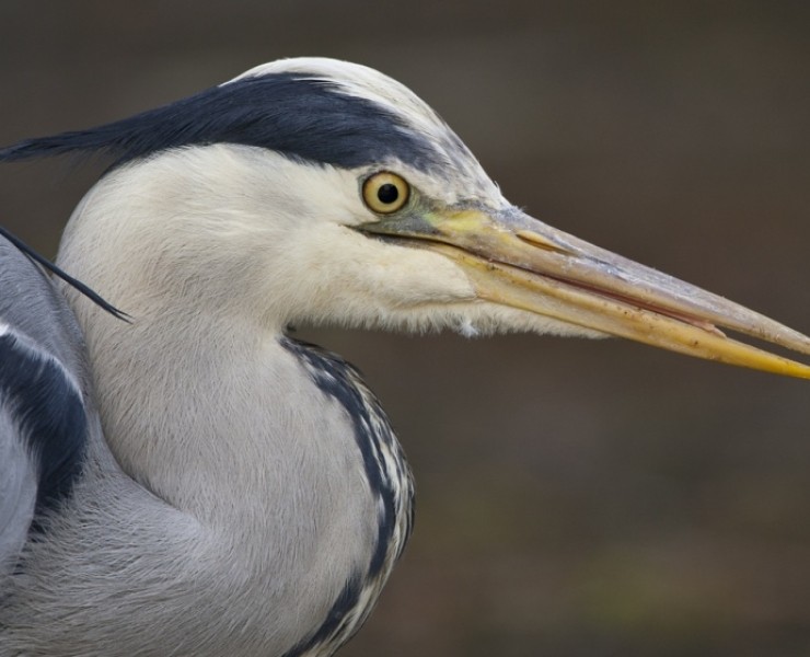 2019 Through The Seasons - Bird Watching And Nature Photography