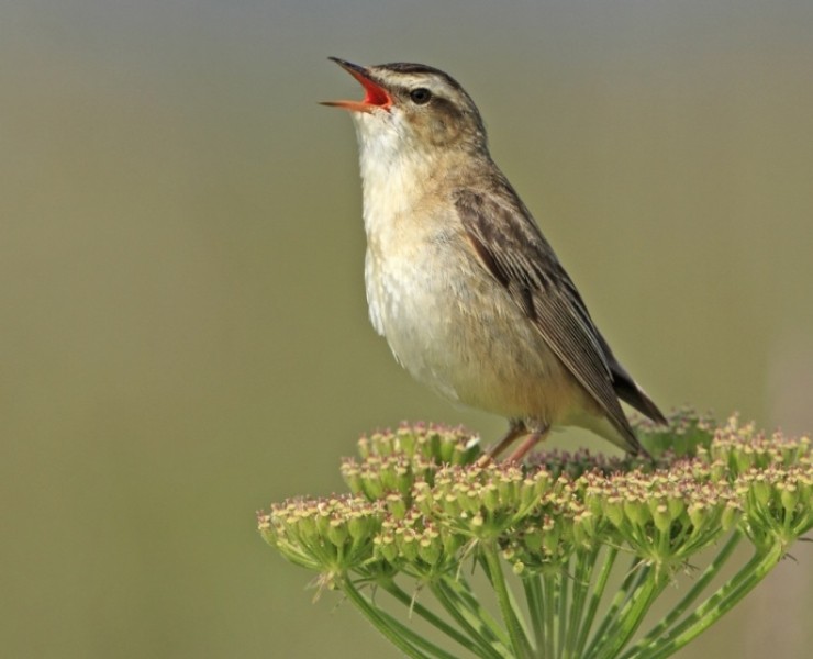 2019 Through The Seasons - Bird Watching And Nature Photography