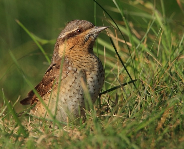 Wryneck - Steve Race ©