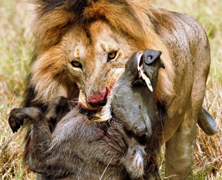 2021 Kenya Wildlife Photography Safari
