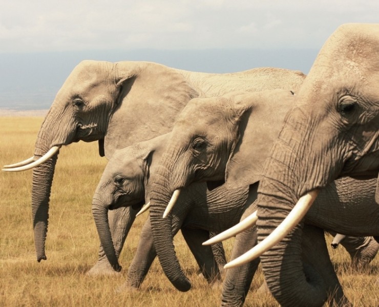 2021 Kenya Wildlife Photography Safari