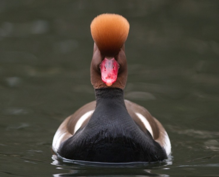 Red-Crested Pochard - Steve Race ©