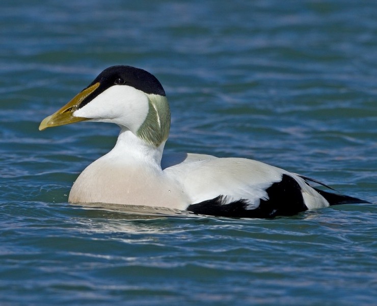 Common Eider - Steve Race ©
