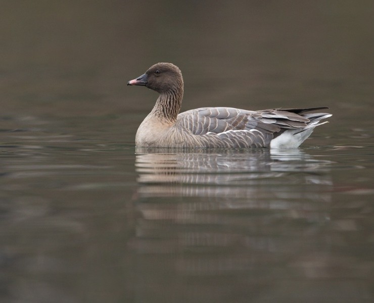 Pink-Footed Goose - Steve Race ©