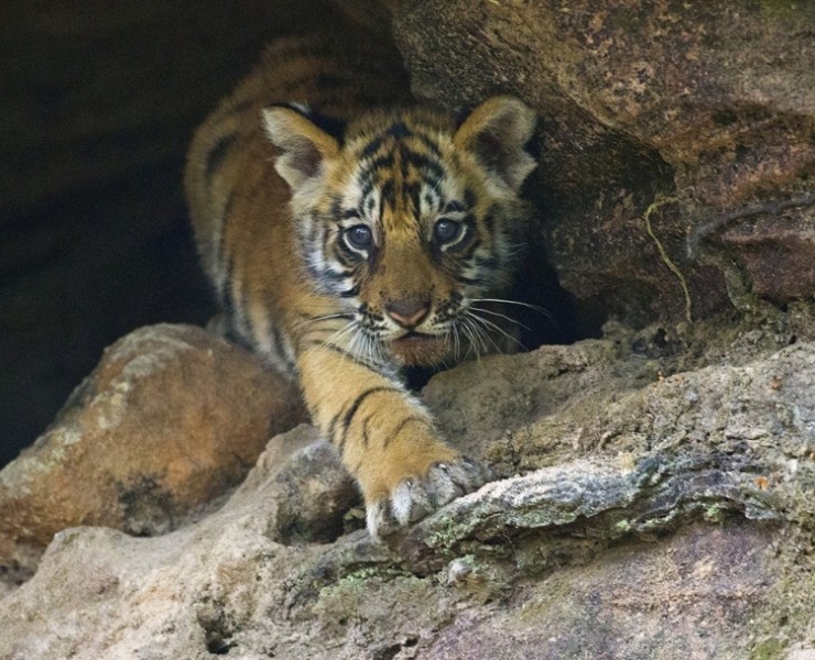 2021 Tigers Of India Photography Tour