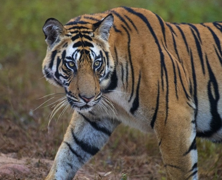 2021 Tigers Of India Photography Tour