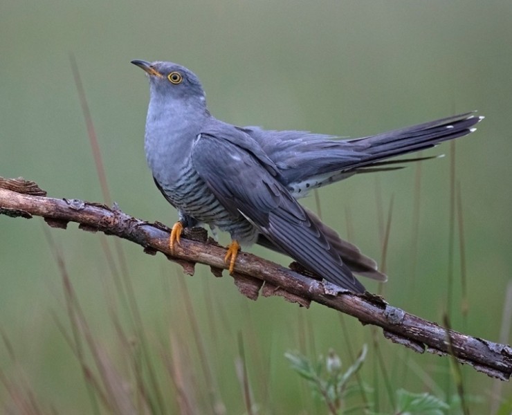 2025 Cuckoo And Kingfisher Photography Experience