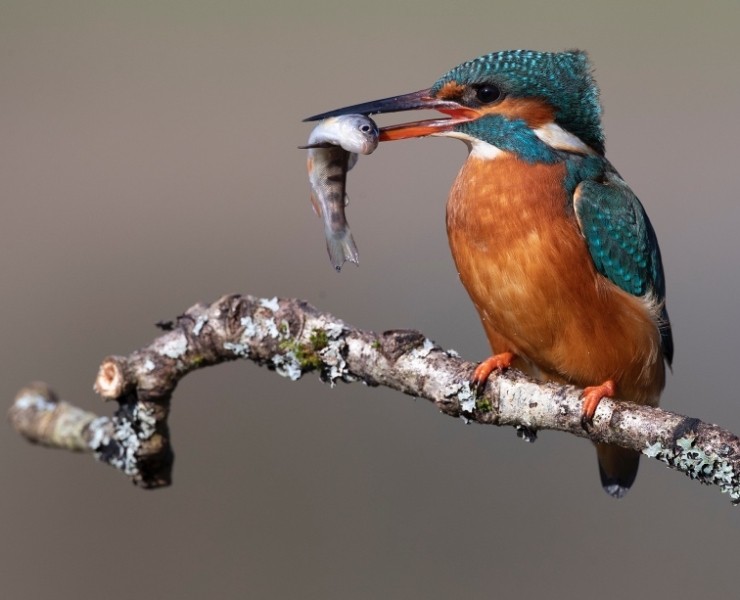 2025 Cuckoo And Kingfisher Photography Experience