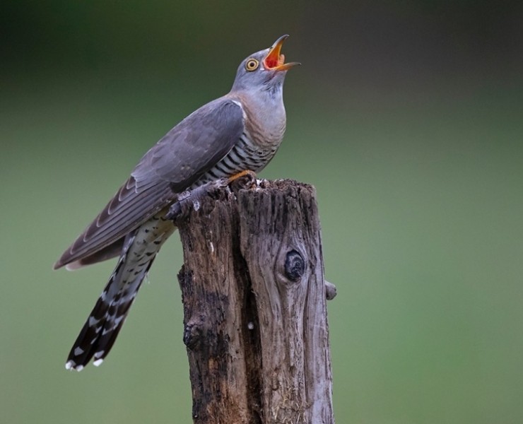 2025 Cuckoo And Kingfisher Photography Experience
