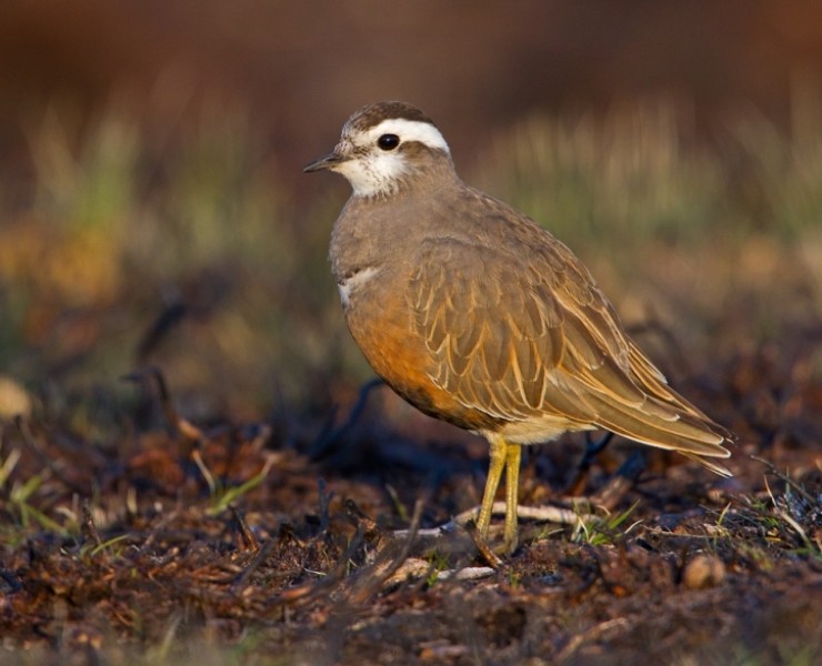 2025 Moorland Birds Photography Experience