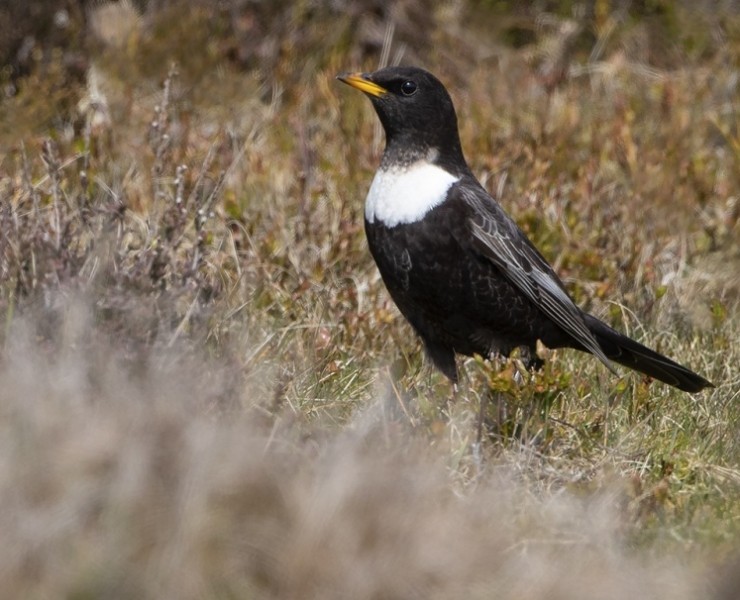 2025 Moorland Birds Photography Experience