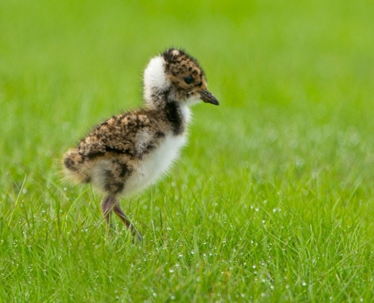 2025 Moorland Birds Photography Experience