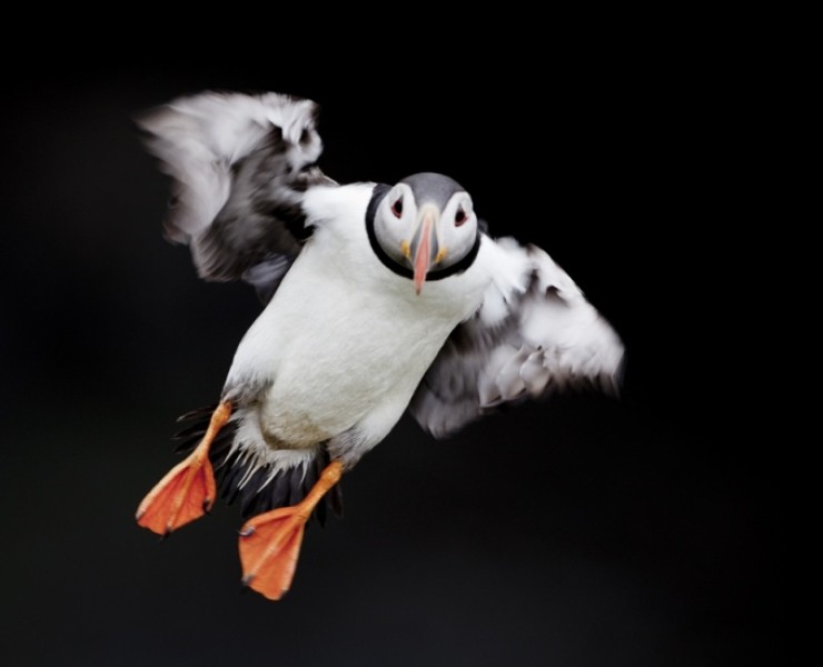 2025 Seabird Photography Experience