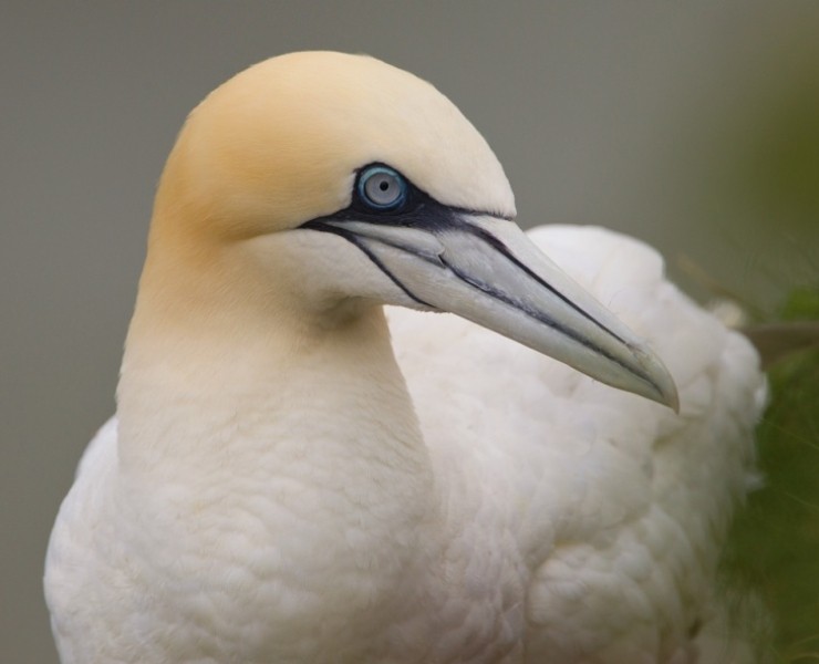 2025 Seabird Photography Experience