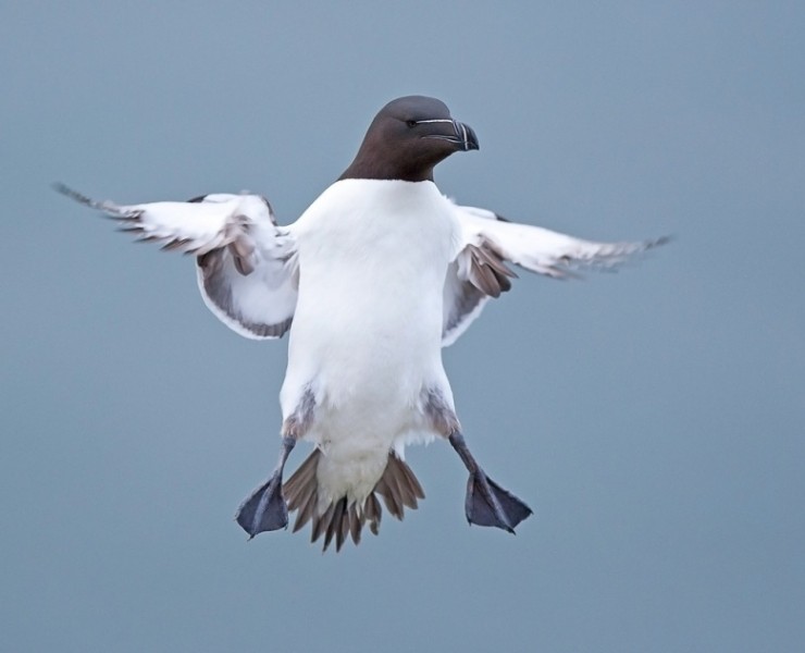 2025 Seabird Photography Experience