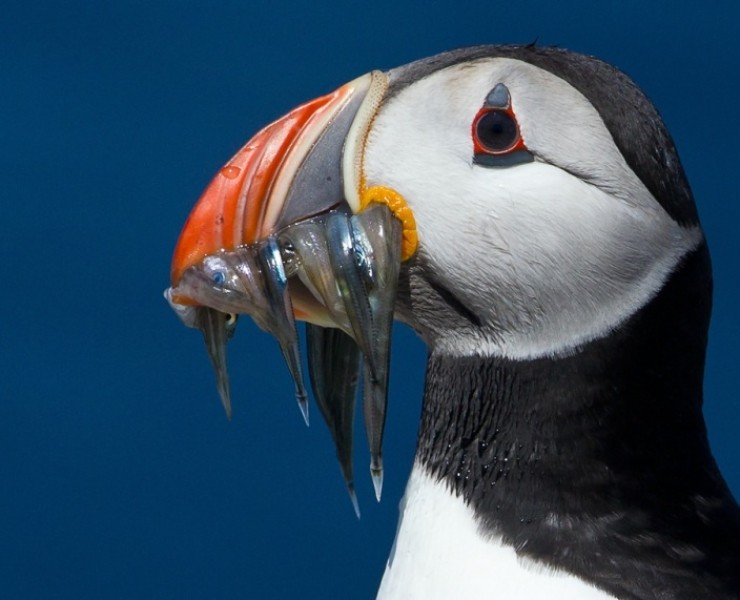 2024 Northumberland Wildlife Spectacular