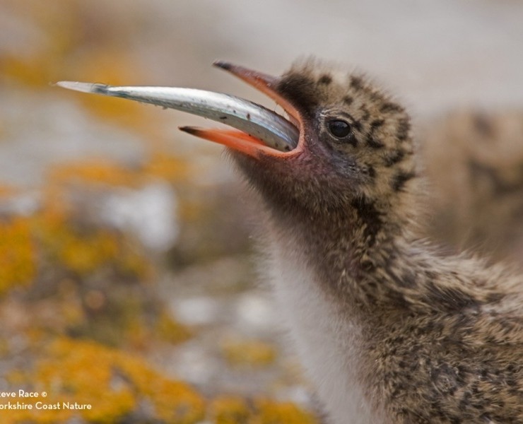 2024 Northumberland Wildlife Spectacular