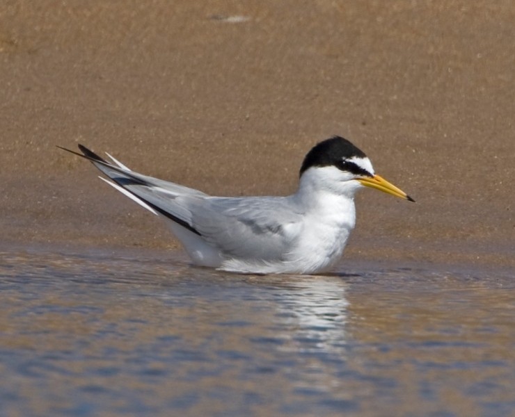 2025 Northumberland Wildlife Spectacular