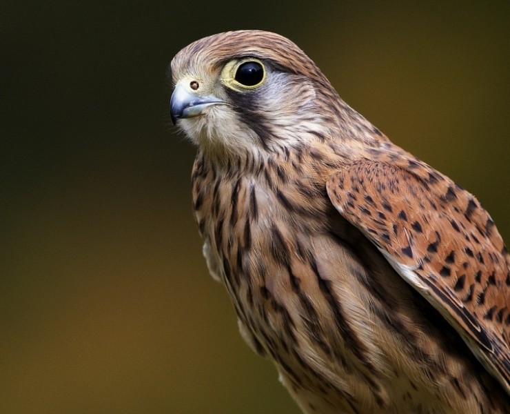 2024 Birds Of Prey Photography Experience