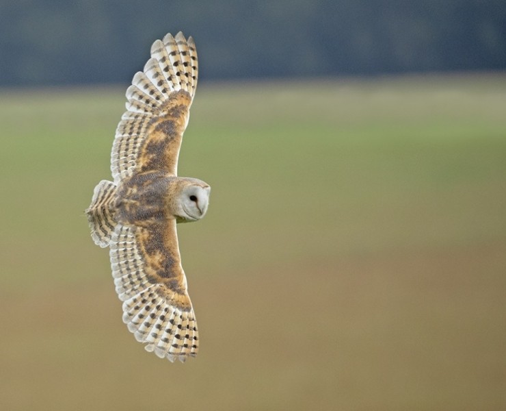 2024 Birds Of Prey Photography Experience