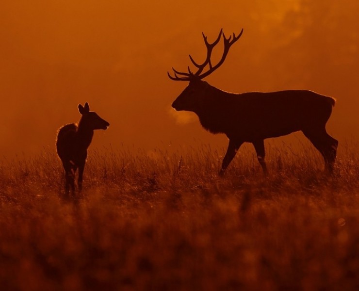 2024 Deer Rut Photography Experience