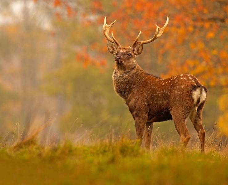 2024 Deer Rut Photography Experience