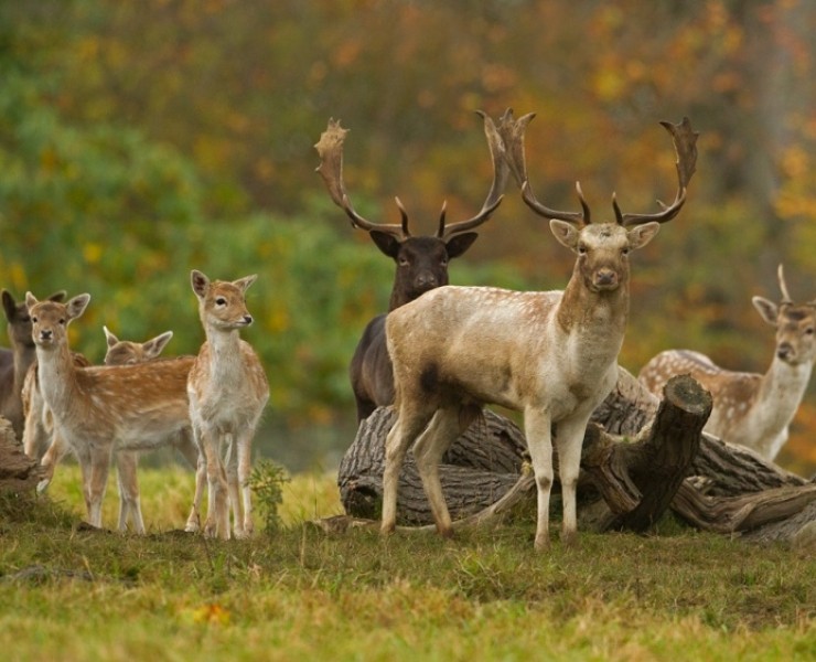2024 Deer Rut Photography Experience