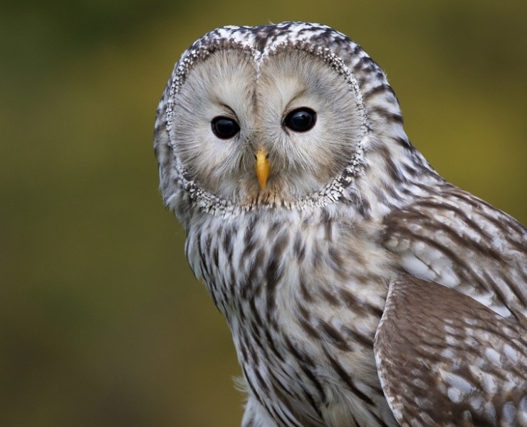 2025 Owl Photography Experience