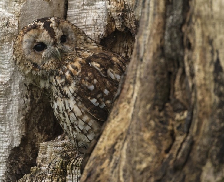 2025 Owl Photography Experience