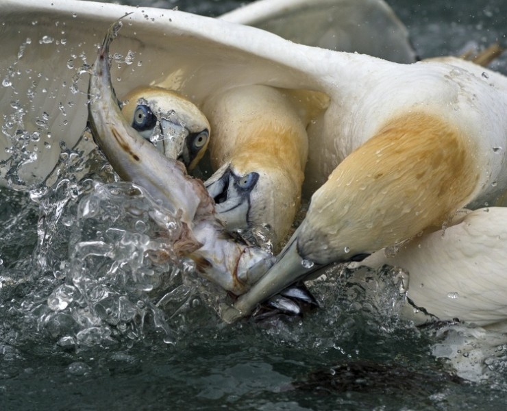2025 Diving Gannet Photography Spectacular