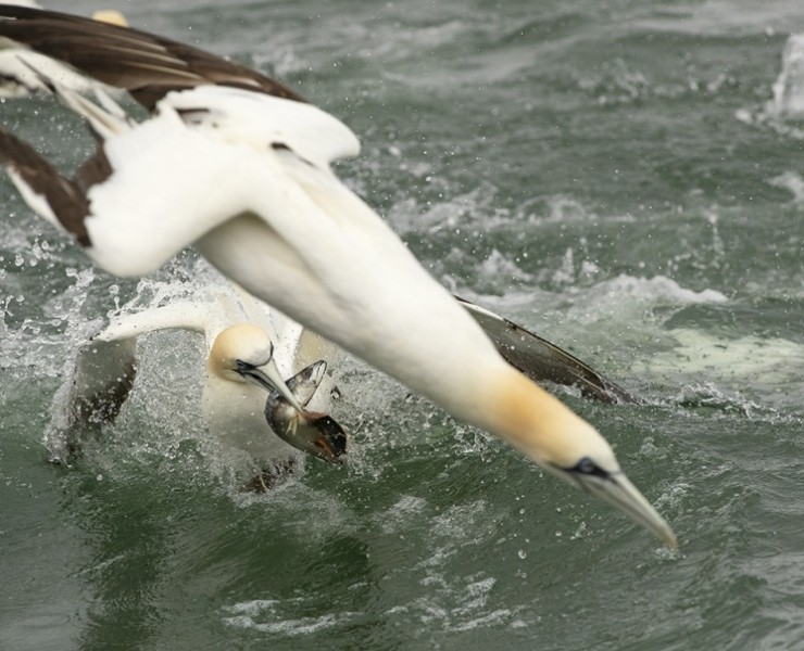 2025 Diving Gannet Photography Spectacular