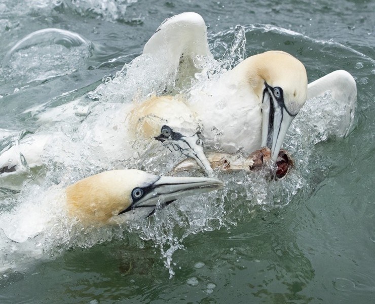 2024 Diving Gannet Photography Spectacular