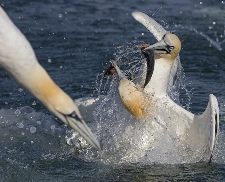 2025 Diving Gannet Photography Experience