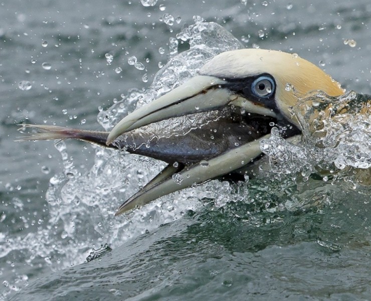 2025 Diving Gannet Photography Experience
