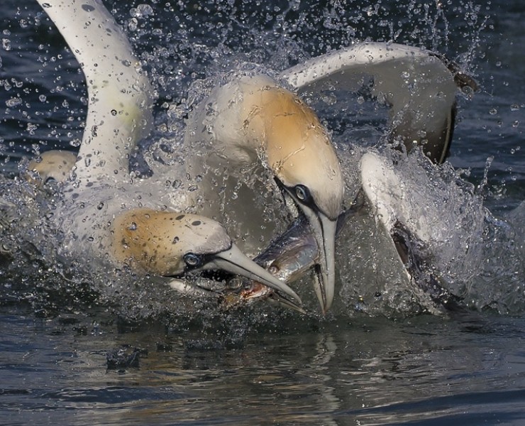 2025 Diving Gannet Photography Experience