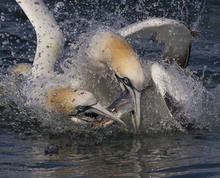 2024 Diving Gannet Photography Experience