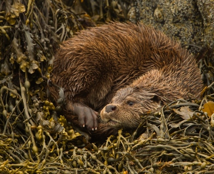 2025 Wildlife Photographer Experience Days
