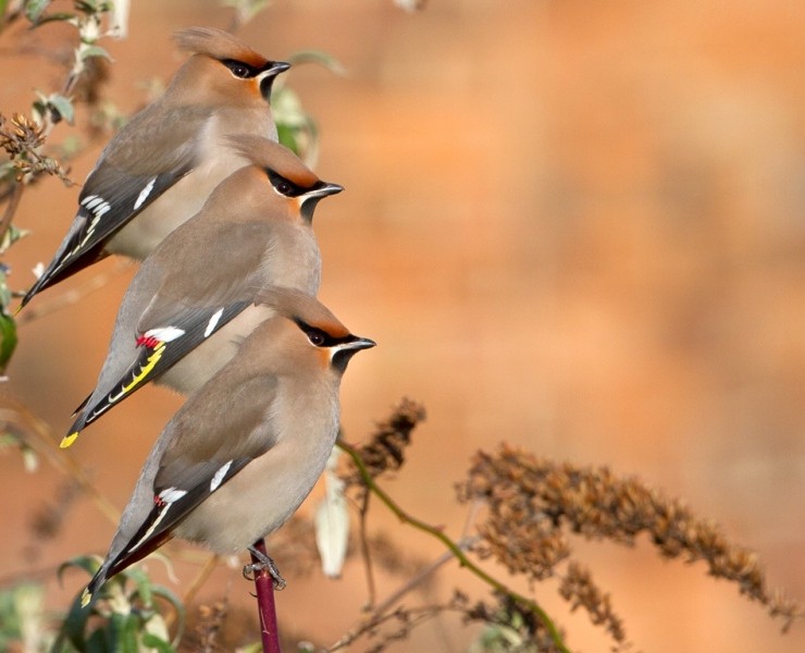 2025 Wildlife Photographer Experience Days