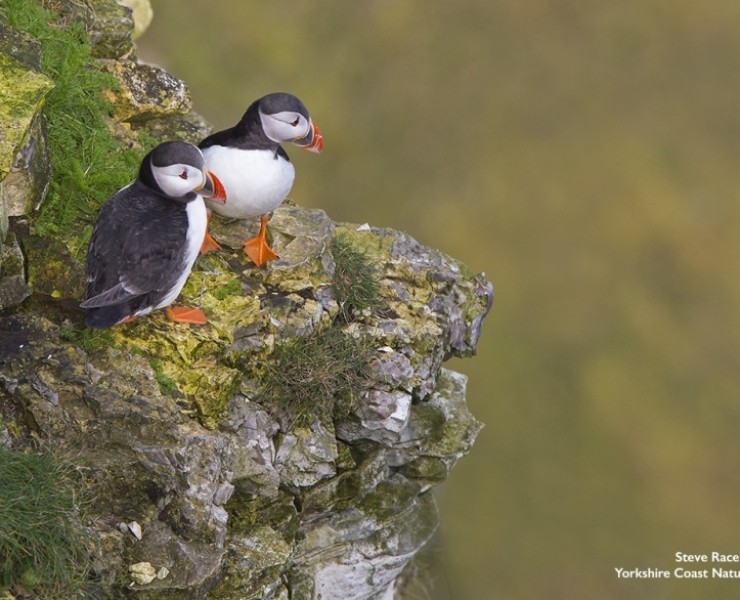 Puffin - Steve Race ©