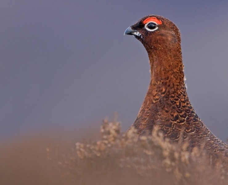 Red Grouse By Steve Race