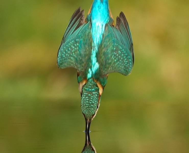2021 Diving Kingfisher Photography Experience