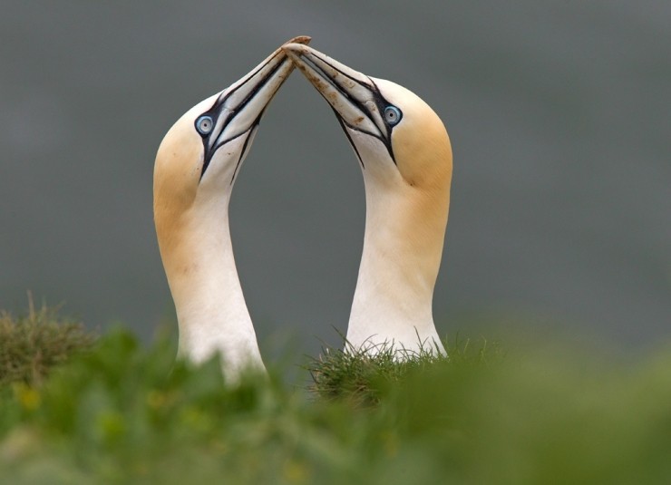 Gannet Photography 1 to 1 Workshop Gift Voucher