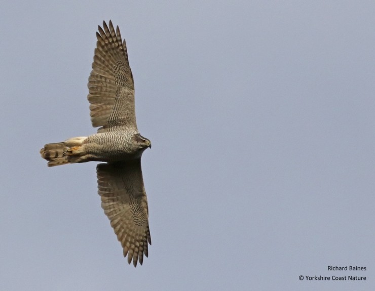 Goshawk Birding Safari Gift Voucher