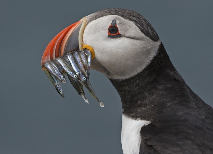 Wildlife Photography For Beginners Workshop Gift Voucher