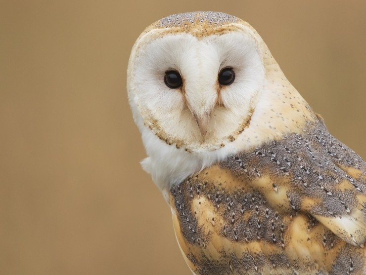 Owl Photography Gift Voucher