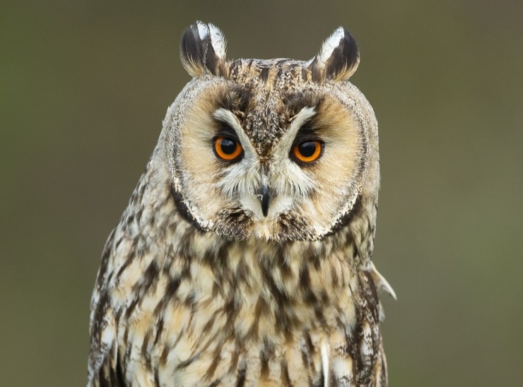 Owl Photography Gift Voucher