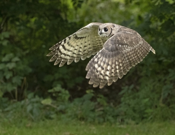 Owl Photography Gift Voucher