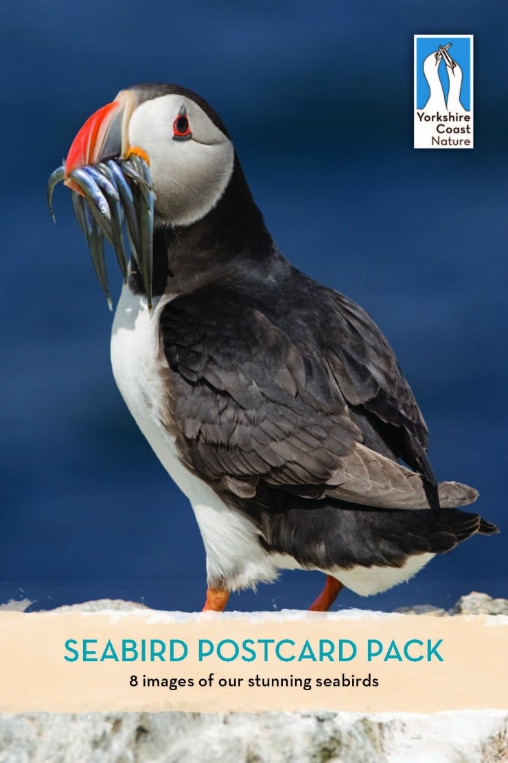 Seabird Pack